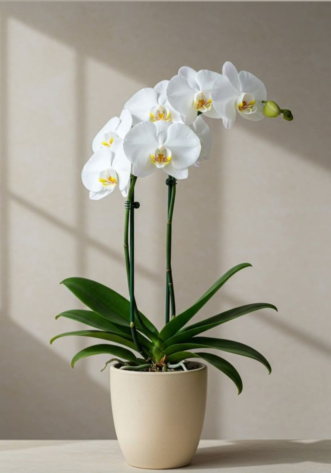 Orchidées blanche avec pot
