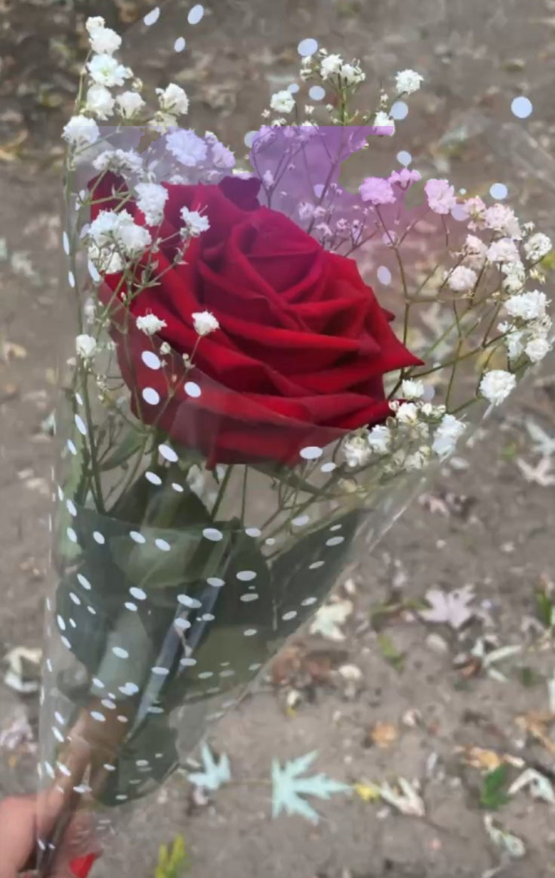 Rose rouge avec une tige de gypsophile blanc