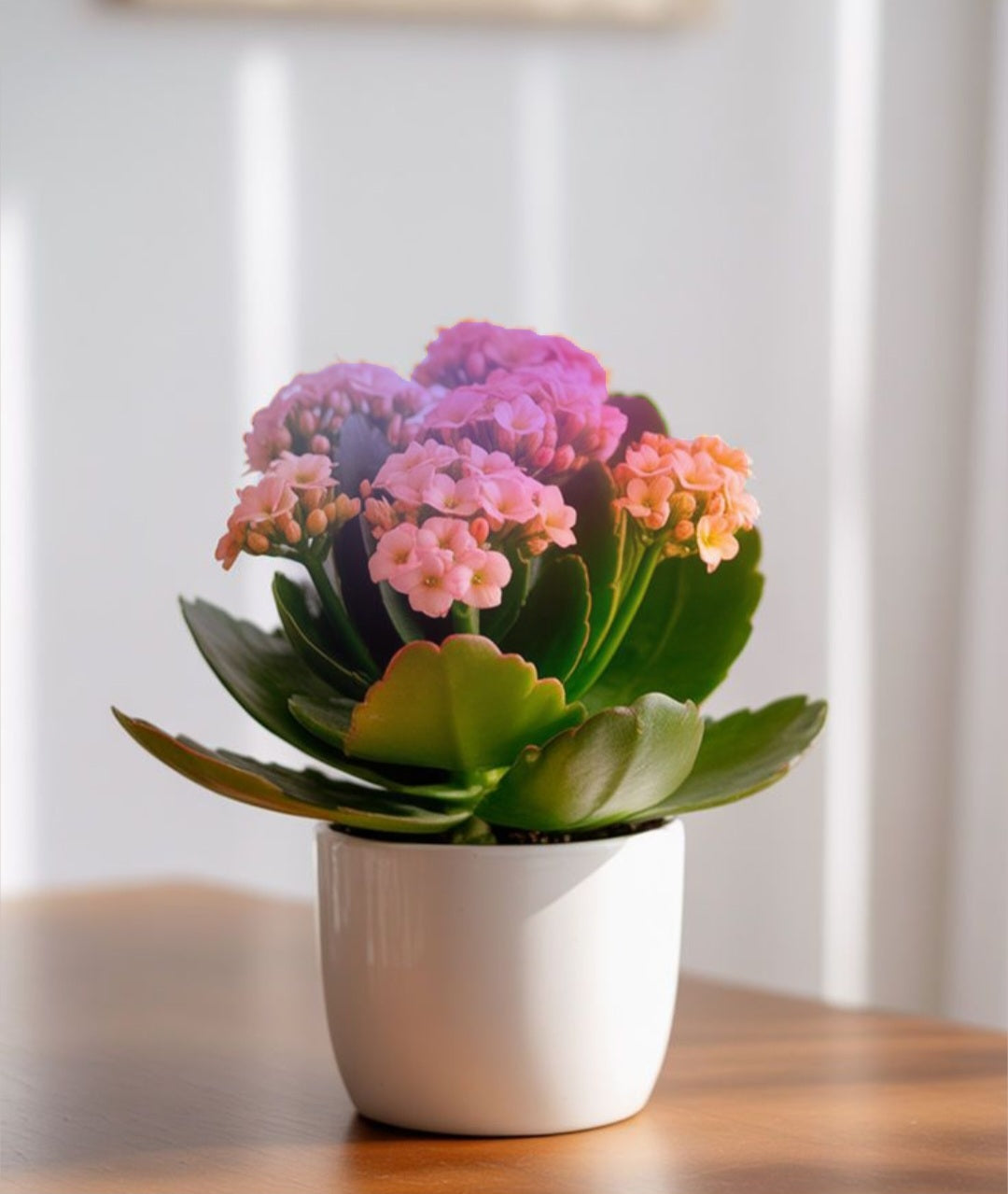 Kalanchoe avec pot