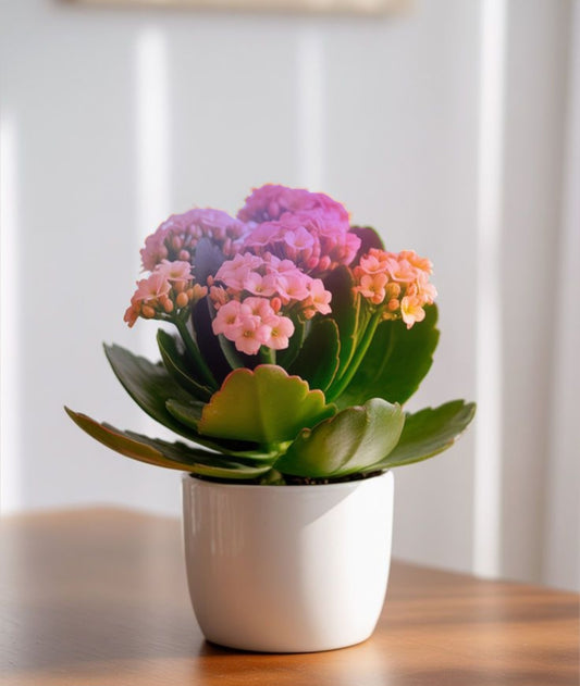 Kalanchoe avec pot