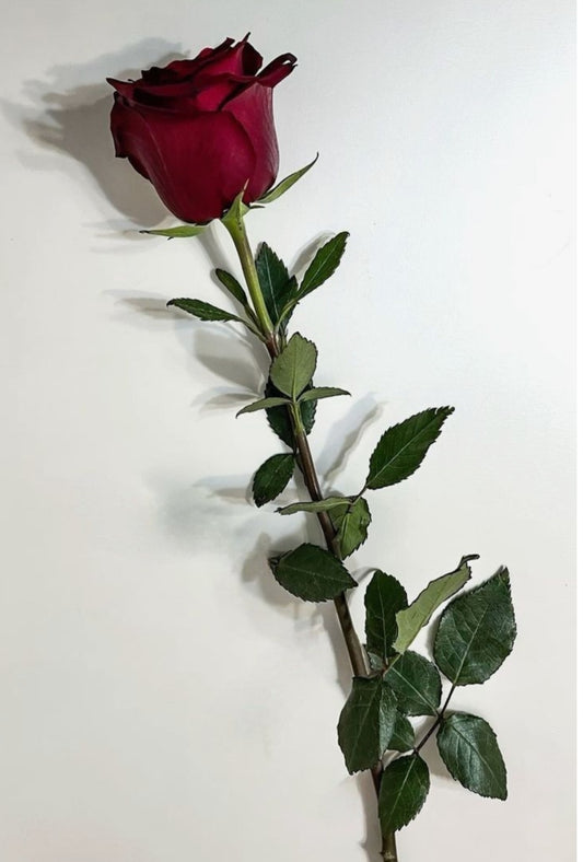 Rose unité