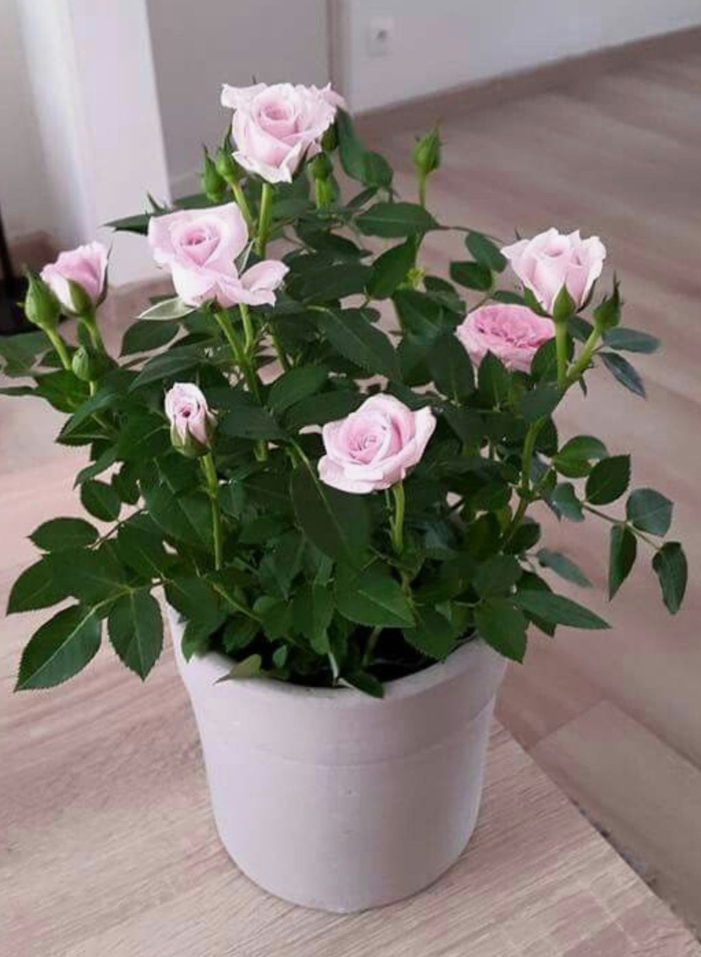 Rosiers avec pot