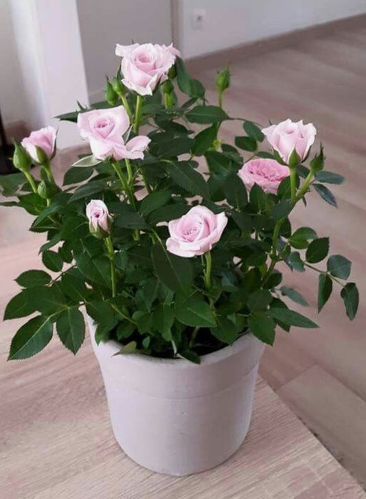 Rosiers avec pot