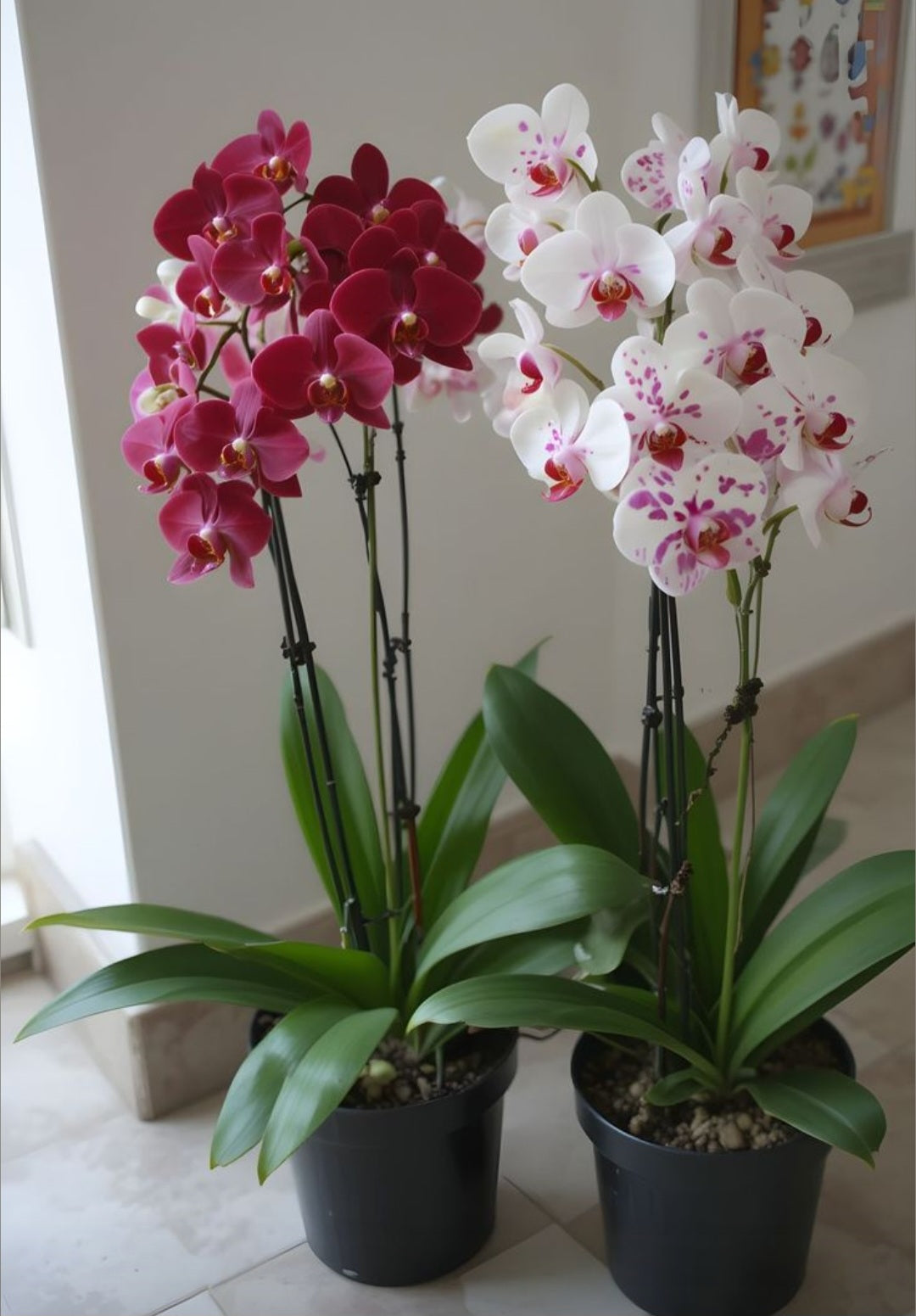 Orchidées sans le pot