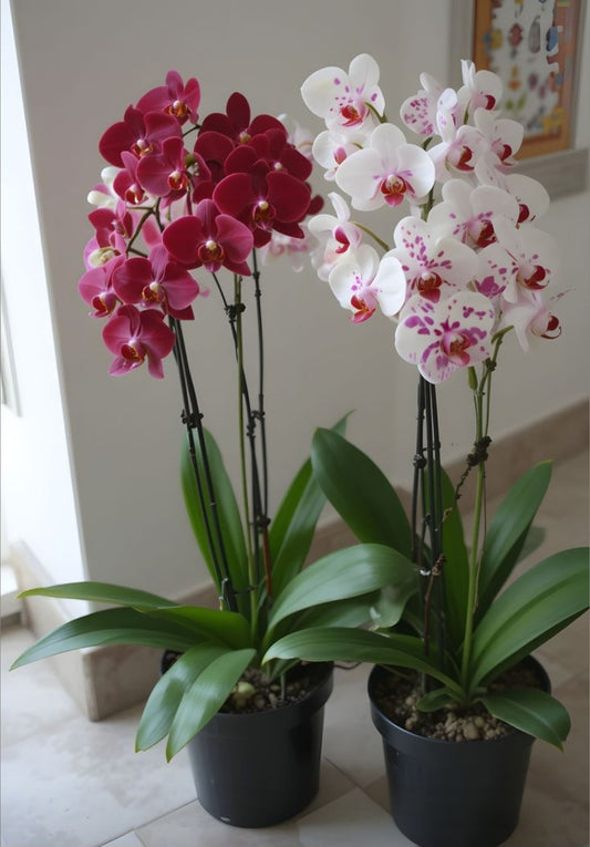 Orchidées sans le pot